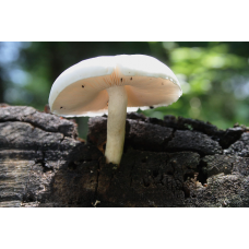 Мицелий Плютея белого (Pluteus pellitu)
